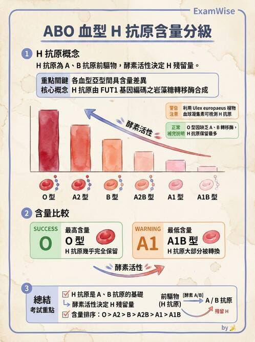 醫檢師 - 紅血球抗原與血型系統 - AI 圖文解析預覽