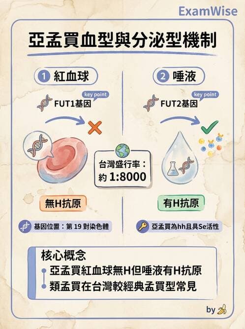 醫檢師 - 紅血球抗原與血型系統 - AI 圖文解析預覽