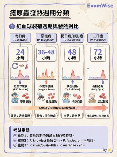 醫檢師 - 寄生蟲檢查-原蟲類 - AI 圖文解析預覽