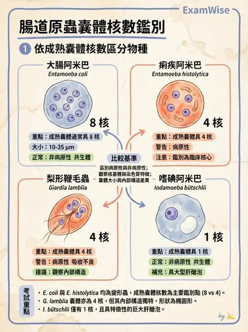 醫檢師 - 寄生蟲檢查-原蟲類 - AI 圖文解析預覽
