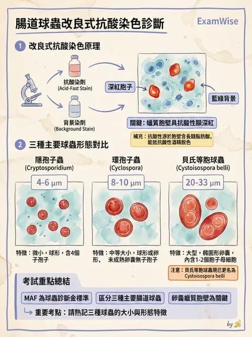 醫檢師 - 寄生蟲檢查-原蟲類 - AI 圖文解析預覽
