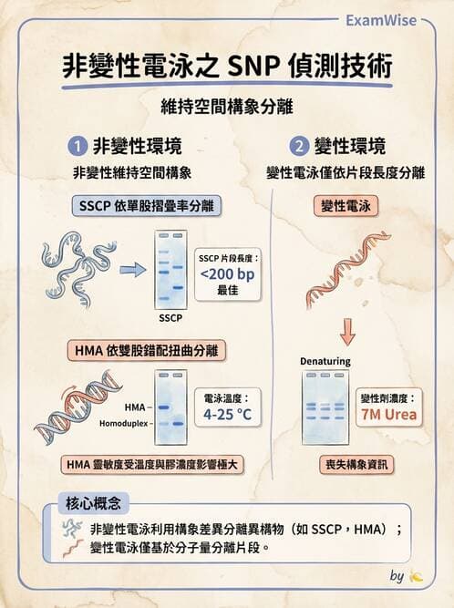 醫檢師 - 定序電泳與表觀分析 - AI 圖文解析預覽