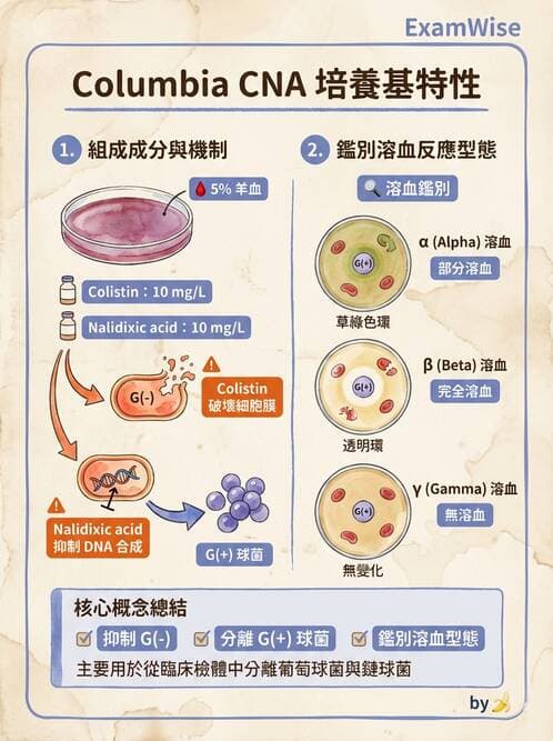 醫檢師 - 檢驗基礎技術 - AI 圖文解析預覽
