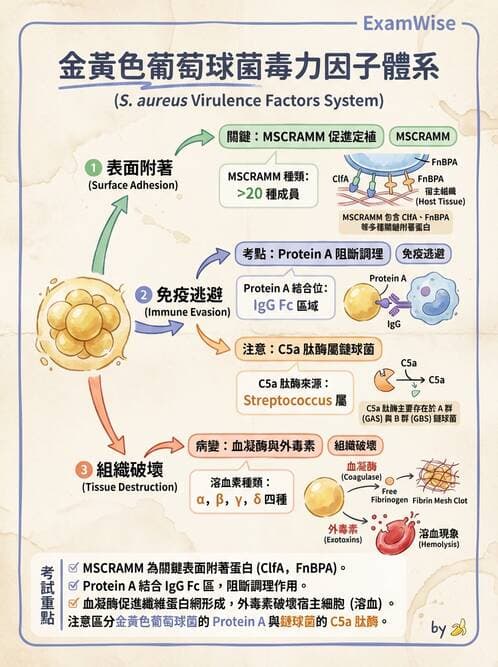 醫檢師 - 葡萄球菌與腸球菌 - AI 圖文解析預覽