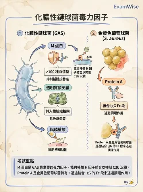 醫檢師 - 鏈球菌與其他革蘭氏陽性桿菌 - AI 圖文解析預覽
