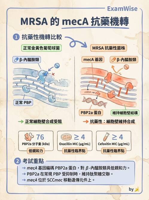 醫檢師 - 葡萄球菌與腸球菌 - AI 圖文解析預覽