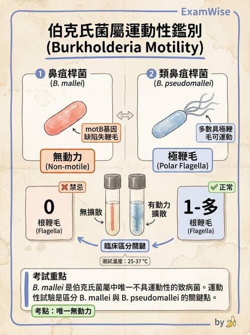 醫檢師 - 非發酵菌 - AI 圖文解析預覽