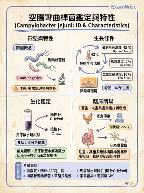 醫檢師 - 弧菌、氣單胞菌與彎曲菌 - AI 圖文解析預覽