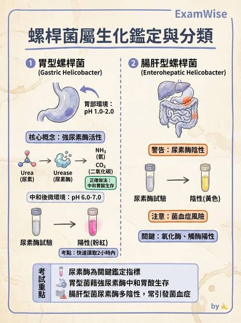醫檢師 - 弧菌、氣單胞菌與彎曲菌 - AI 圖文解析預覽