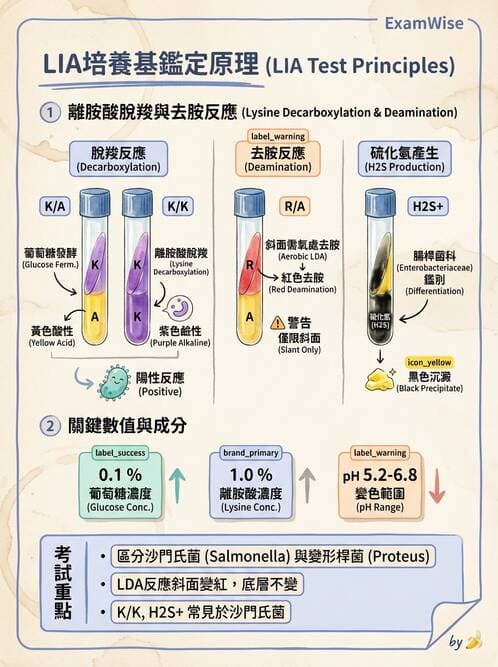 醫檢師 - 其他腸內菌科 - AI 圖文解析預覽