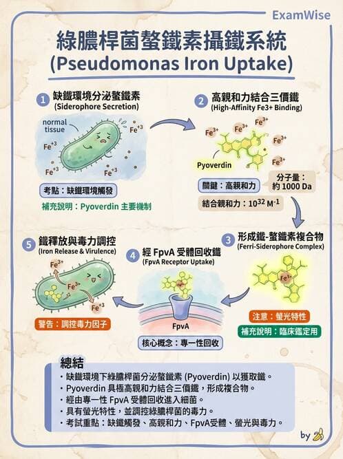 醫檢師 - 非發酵菌 - AI 圖文解析預覽