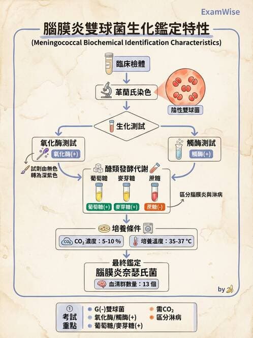 醫檢師 - 奈瑟菌與挑剔性革蘭氏陰性菌 - AI 圖文解析預覽