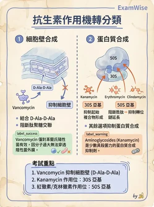 醫檢師 - 抗微生物製劑 - AI 圖文解析預覽
