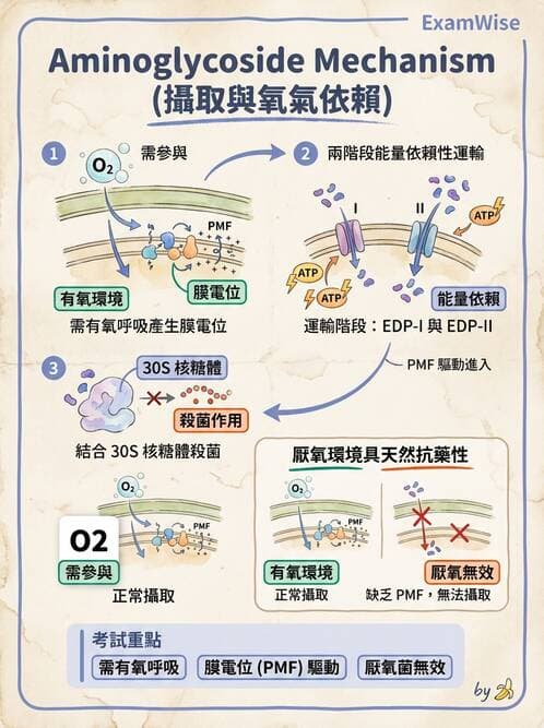 醫檢師 - 抗微生物製劑 - AI 圖文解析預覽