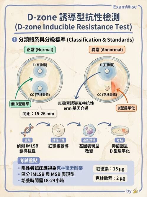 醫檢師 - 藥敏試驗方法 - AI 圖文解析預覽