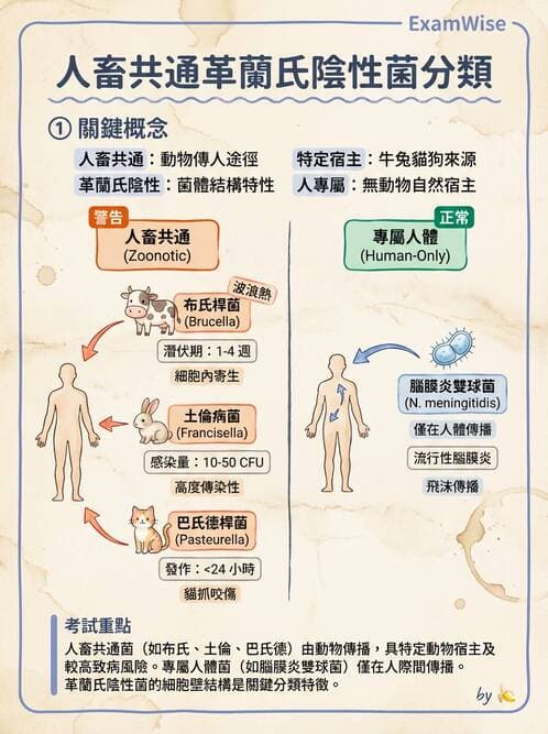 醫檢師 - 腸內菌鑑別方法與培養基 - AI 圖文解析預覽
