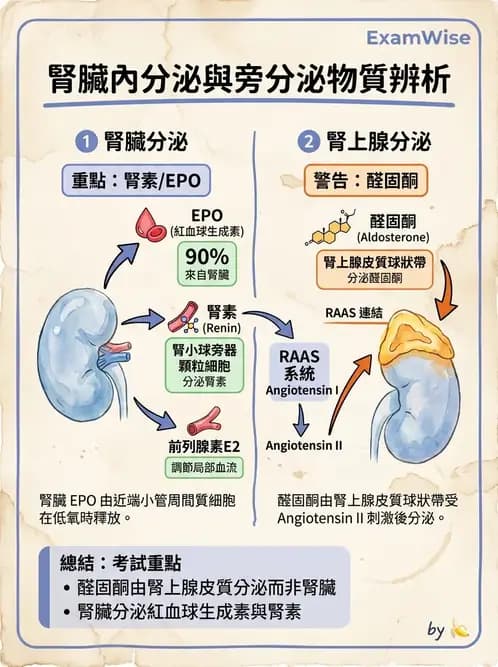 醫檢師 - 腎臟機能與代謝評估 - AI 圖文解析預覽