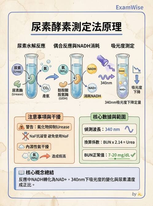 醫檢師 - 腎臟機能與代謝評估 - AI 圖文解析預覽