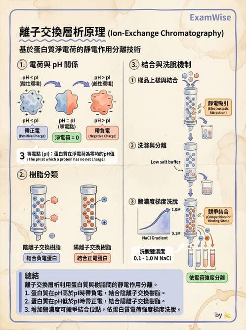 醫檢師 - 血清蛋白與蛋白質檢測 - AI 圖文解析預覽