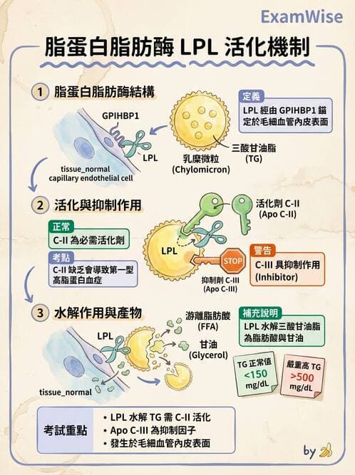 醫檢師 - 脂蛋白分類與臨床應用 - AI 圖文解析預覽