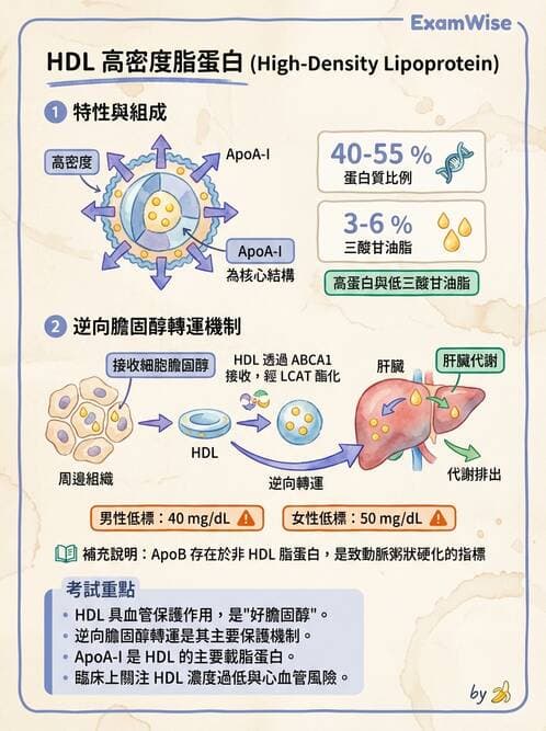 醫檢師 - 脂蛋白分類與臨床應用 - AI 圖文解析預覽