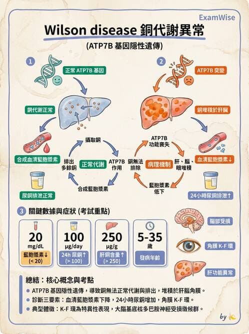 醫檢師 - 肝臟機能與胰臟酵素 - AI 圖文解析預覽