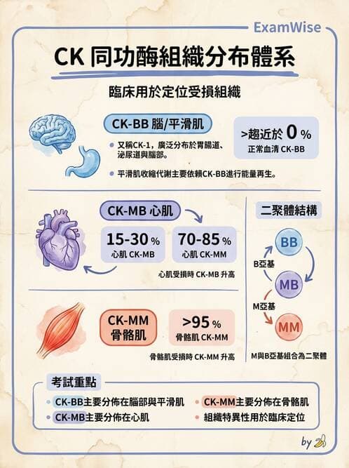 醫檢師 - 臨床酵素學基礎 - AI 圖文解析預覽
