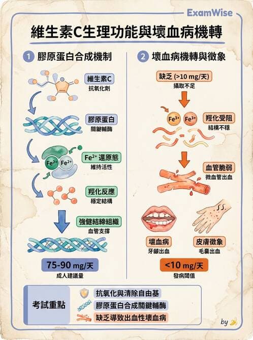 醫檢師 - 維生素 - AI 圖文解析預覽
