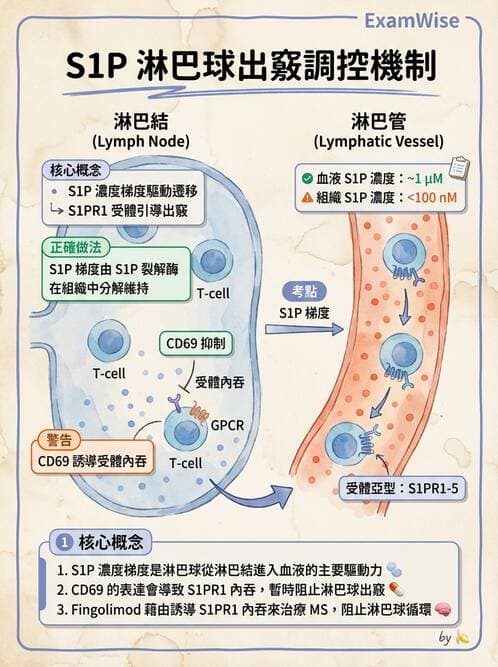 醫檢師 - T細胞發育與功能 - AI 圖文解析預覽