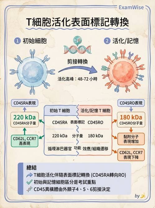 醫檢師 - T細胞發育與功能 - AI 圖文解析預覽