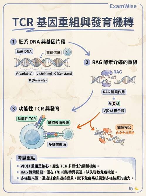 醫檢師 - T細胞發育與功能 - AI 圖文解析預覽