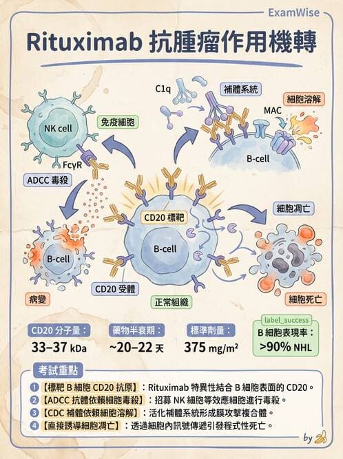 醫檢師 - 腫瘤免疫學免疫療法及疫苗 - AI 圖文解析預覽