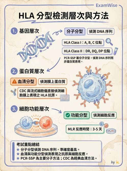 醫檢師 - 組織型與移植免疫學 - AI 圖文解析預覽