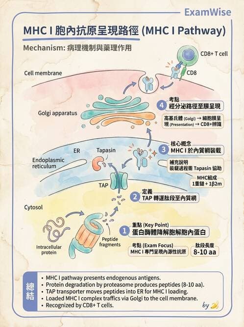醫檢師 - 細胞激素與抗原呈獻 - AI 圖文解析預覽