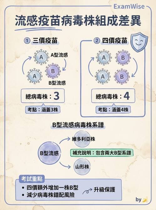 醫檢師 - 正黏液病毒科(流感) - AI 圖文解析預覽