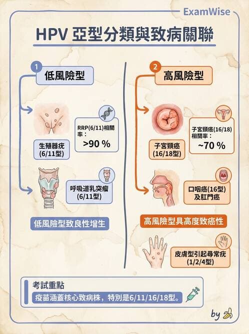 醫檢師 - 人類乳突病毒 - AI 圖文解析預覽