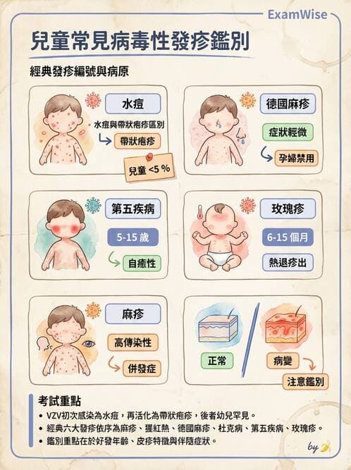 醫檢師 - 疱疹病毒科 - AI 圖文解析預覽