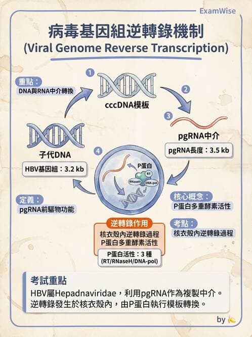 醫檢師 - B型肝炎病毒 - AI 圖文解析預覽