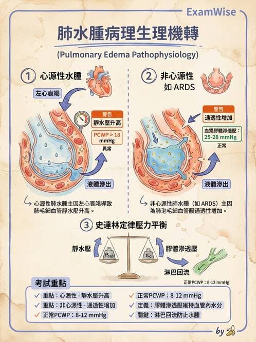 護理師 - 呼吸、循環系統 - AI 圖文解析預覽