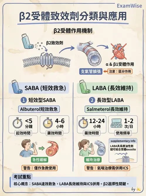 護理師 - 自主神經系統作用藥物 - AI 圖文解析預覽