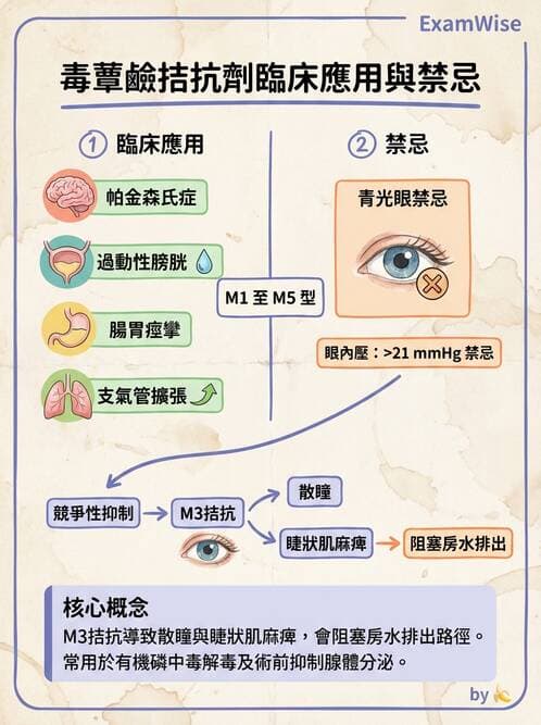 護理師 - 自主神經系統作用藥物 - AI 圖文解析預覽