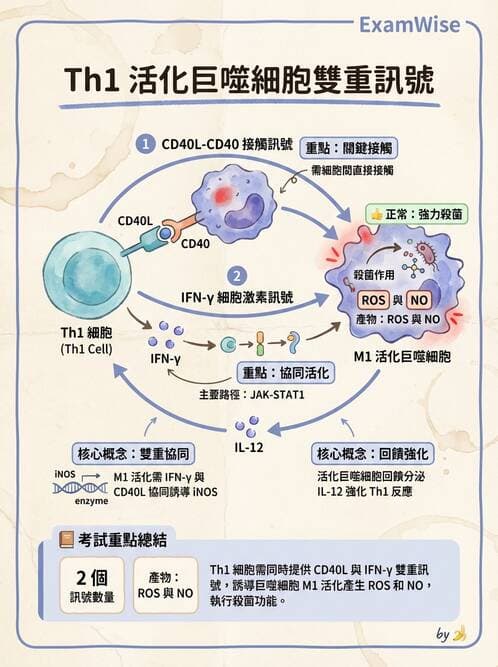 護理師 - 免疫系統組成、抗原-抗體、補體、先天性免疫 - AI 圖文解析預覽
