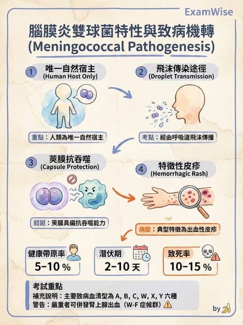 護理師 - 革蘭氏陰性細菌 - AI 圖文解析預覽
