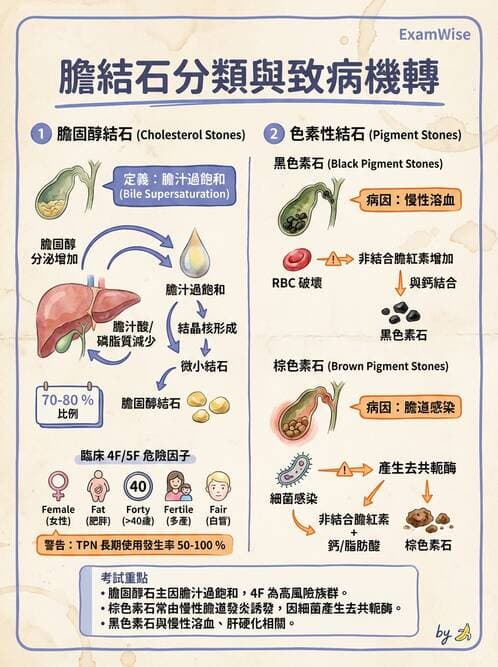 專師 - 膽道與胰臟 - AI 圖文解析預覽