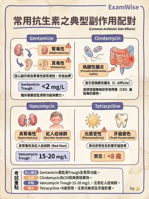 專師 - 抗生素藥理 - AI 圖文解析預覽
