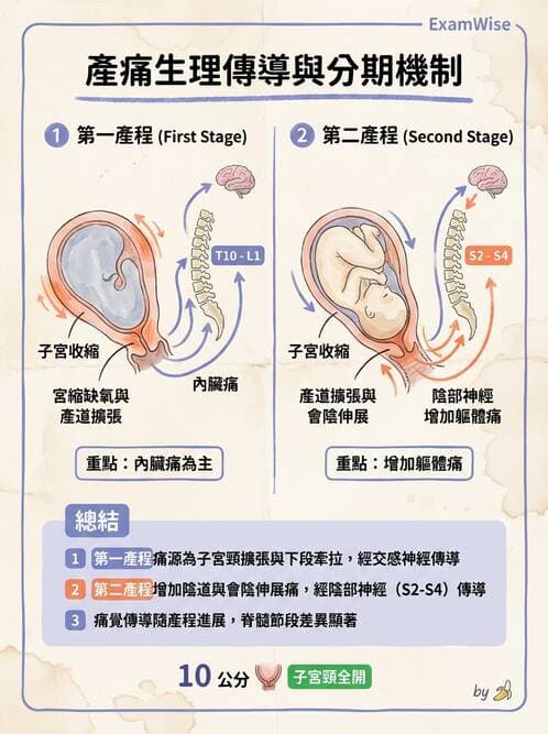 護理師 - 生產疼痛與麻醉技術 - AI 圖文解析預覽
