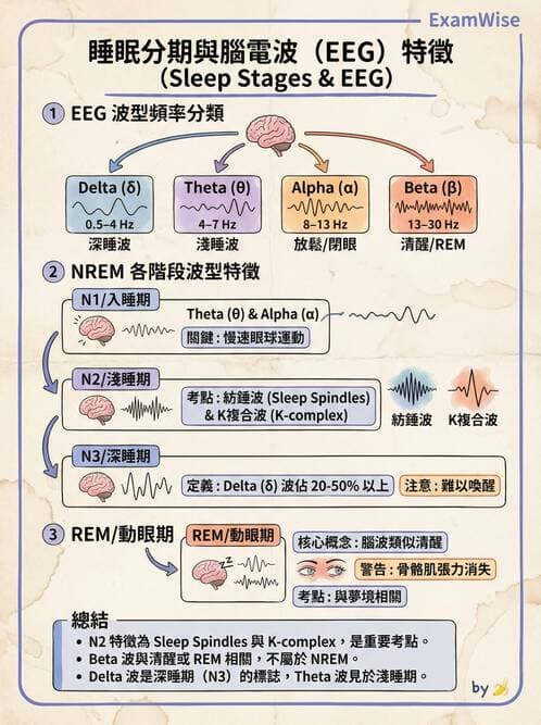 護理師 - 腦功能、自主神經與感覺 - AI 圖文解析預覽