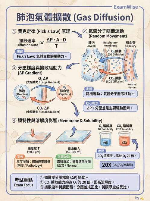 護理師 - 呼吸系統 - AI 圖文解析預覽
