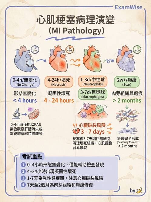 護理師 - 呼吸、循環系統 - AI 圖文解析預覽