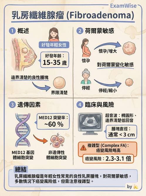 護理師 - 女性生殖系統及乳房 - AI 圖文解析預覽